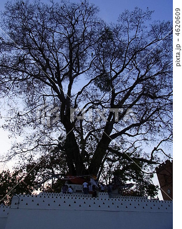 キャンディ　仏歯寺　5 4620609