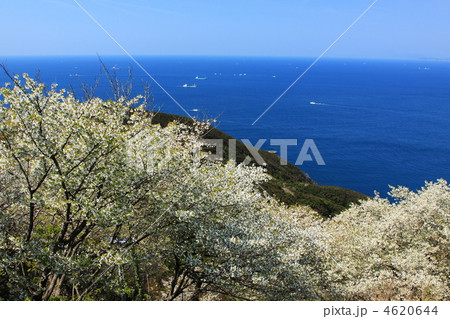 和歌山県日ノ岬の桜満開の春 4620644