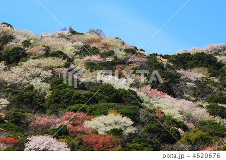 桜満開の和歌山県日ノ岬 4620676