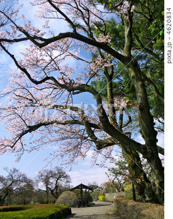 梅のような枝ぶりの桜 4620834