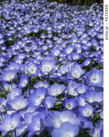 ネモフィラの群生(縦カット)の写真素材 [4620888] - PIXTA