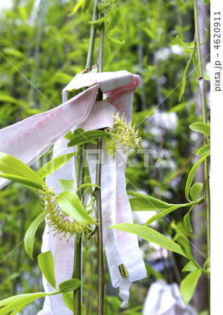 柳の若葉とおみくじ 4620911