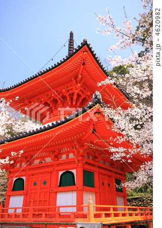春桜満開の和歌山県紀三井寺の多宝塔 春桜満開の和歌山県紀三井寺の多宝塔 4620982