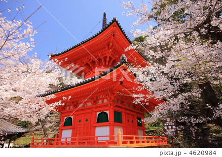 春桜満開の和歌山県紀三井寺の多宝塔 4620984
