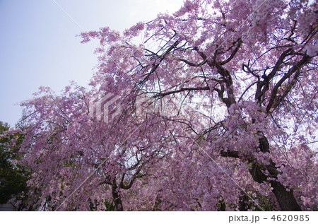 シダレ桜　春！！ 4620985