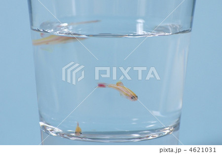 ゴールデンアカヒレ 4621031