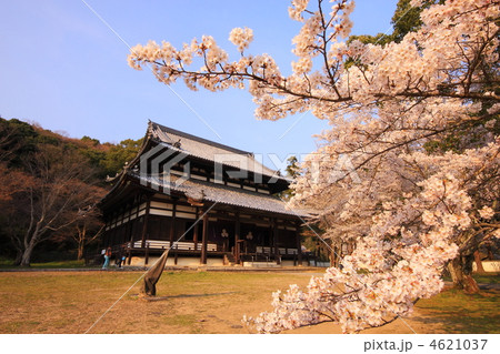 和歌山県根来寺の春 4621037