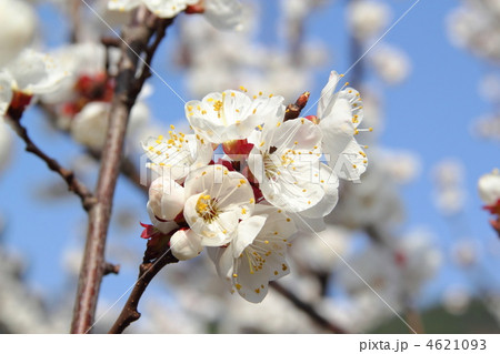 あんずの白い花と青空 4621093
