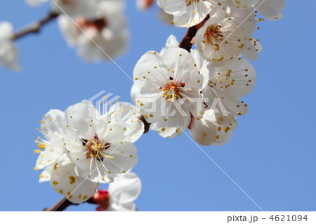 あんずの白い花と青空の写真素材