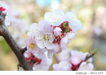 咲き匂う薄桃色のあんず 咲き匂う薄桃色のあんず 4621107