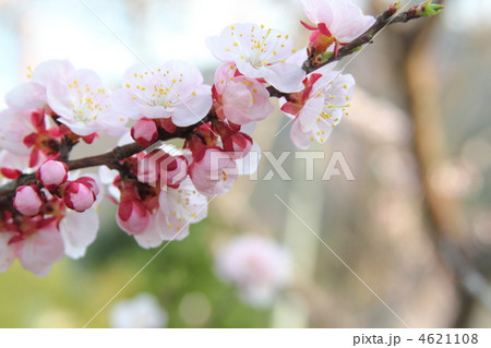 咲き匂う薄桃色のあんず 咲き匂う薄桃色のあんず 4621108