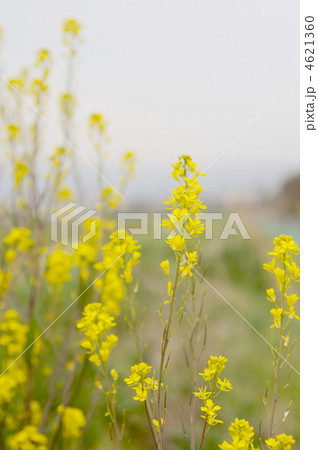 カラシナ 4621360