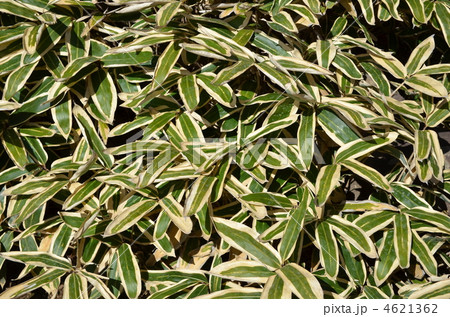 クマザサ 4621362