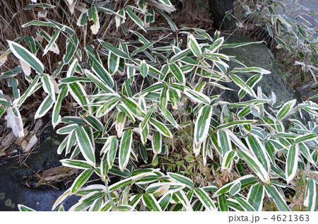 クマザサ 4621363