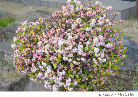 沈丁花 4621366