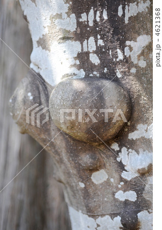 ユズリハの瘤 ユズリハの瘤 4621368