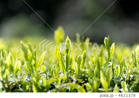 茶の新芽 4621378