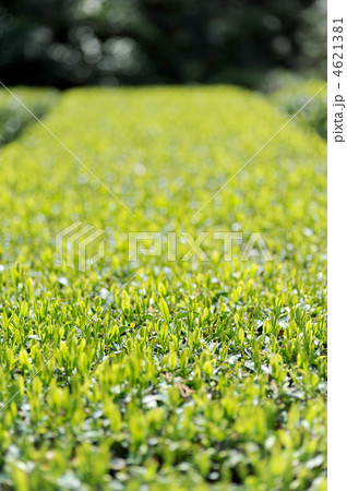 茶の新芽 4621381