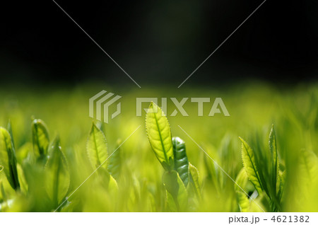 茶の新芽 4621382