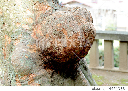 エノキの瘤 4621388