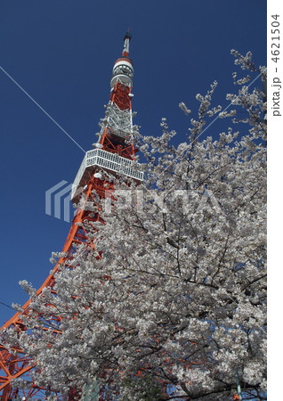 東京タワーと桜 4621504