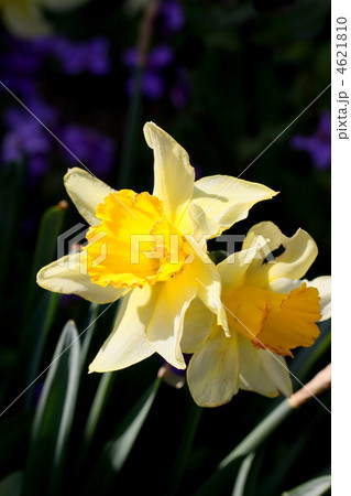 水仙 水仙 4621810