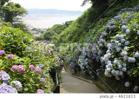 鎌倉のアジサイ名所　湘南海岸が見える成就院 4621813