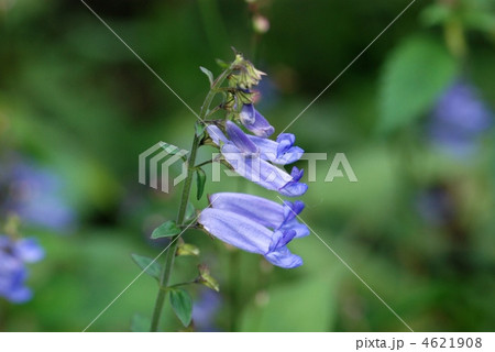 アキチョウジ アキチョウジ 4621908