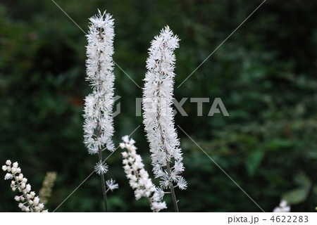 サラシナショウマ 4622283