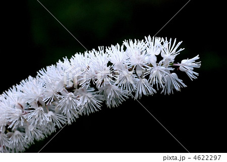 サラシナショウマ 4622297