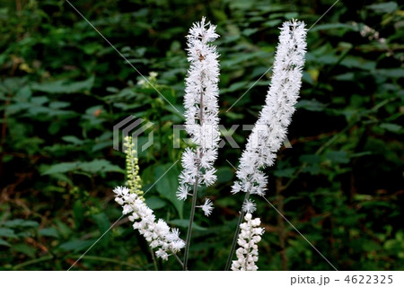 サラシナショウマ サラシナショウマ 4622325