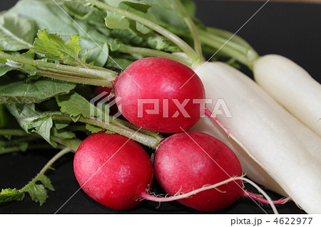 ラディッシュ＆ミニ大根 4622977