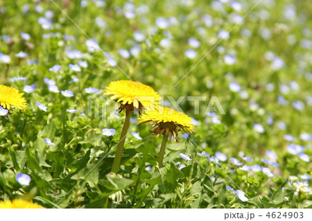 春が来た 4624903