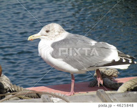 セグロカモメ 4625848