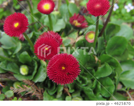 デイジー 4625870