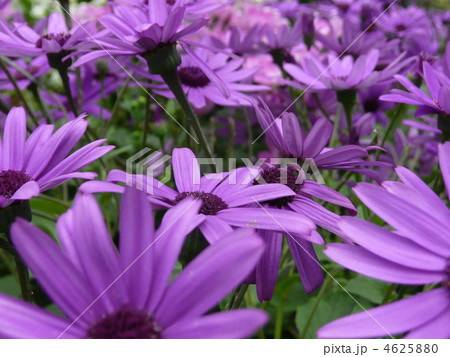 サイネリア 4625880