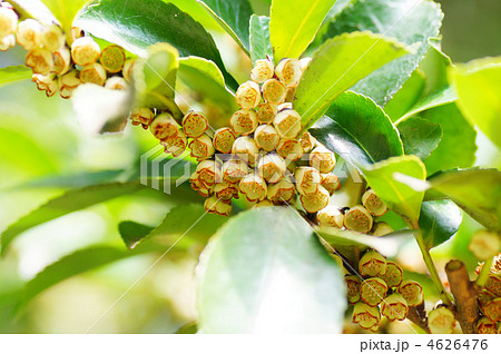 榊の花の写真素材