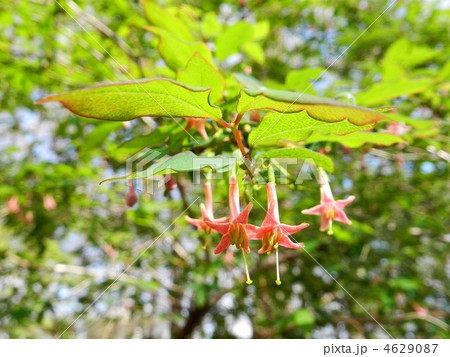 ウグイスカグラ(鶯神楽) ウグイスカグラ(鶯神楽) 4629087