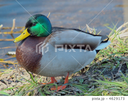 陸地で一休みするマガモ(雄) 陸地で一休みするマガモ(雄) 4629173