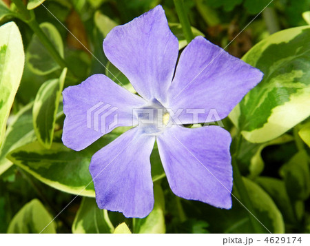 蔓日々草(フクリンツルニチニチソウ) 蔓日々草(フクリンツルニチニチソウ) 4629174