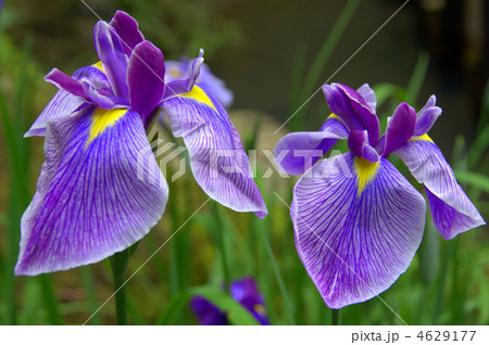 花菖蒲 4629177