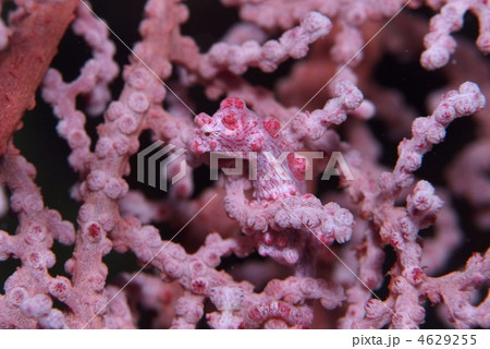 ピグミーシーホース 4629255