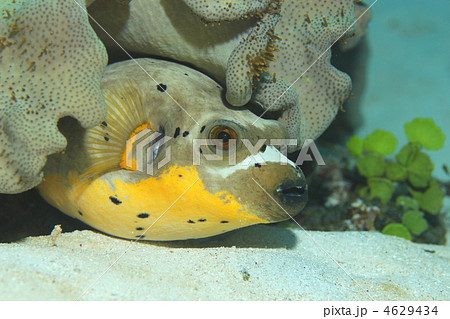 コクテンフグ 4629434