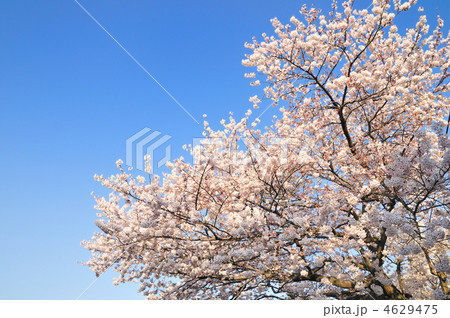 桜と青空 4629475