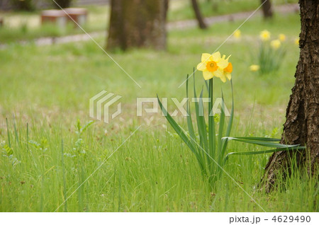 4月　スイセン・ヒガンバナ科104 4629490