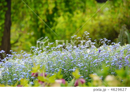 4月　ワスレナグサ・ムラサキ科14 4629627