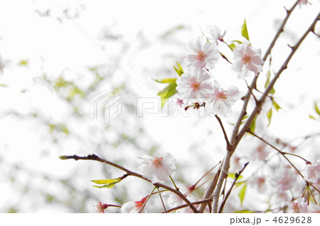 4月　八重紅枝垂ヤエベニシダレ・桜サクラ100 4629628