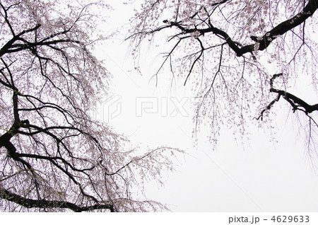 4月　江戸彼岸（枝垂れ性）エドヒガン03桜並木 4629633