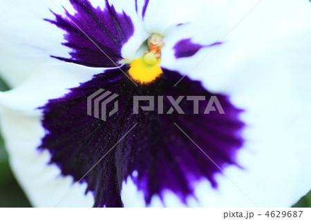 パンジー 4629687