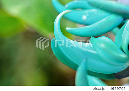 ヒスイカズラ 4629705